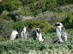 Suedafrika (538)